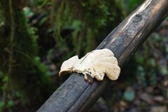 Panellus pusillus