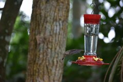 Phaethornis longirostris