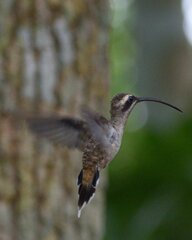 Phaethornis longirostris