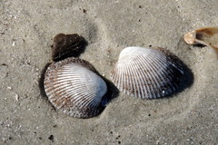 Lunarca