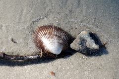 Lunarca