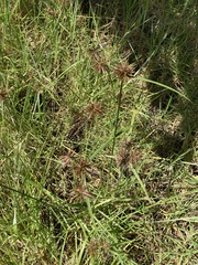 Cyperus congestus