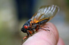 Magicicada septendecim