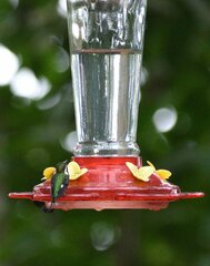 Chaetocercus berlepschi