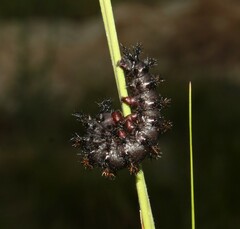Hemileuca maia