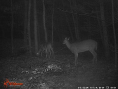 Odocoileus virginianus