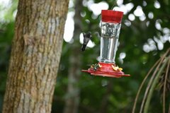 Chaetocercus berlepschi