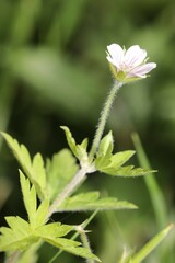 Geranium thunbergii