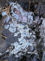 Punctularia atropurpurascens