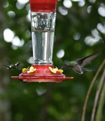 Chaetocercus berlepschi