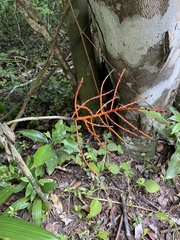 Chamaedorea tepejilote