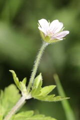 Geranium thunbergii