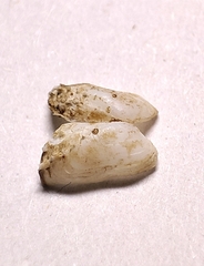 Hiatella arctica