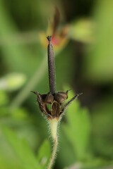 Geranium thunbergii