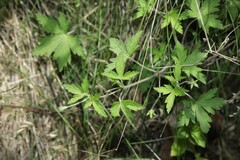 Geranium thunbergii