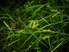 Carex baileyi