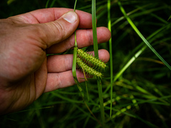 Carex baileyi