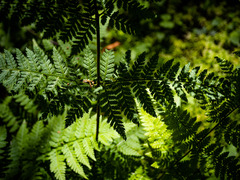 Dryopteris carthusiana