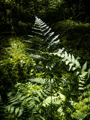 Dryopteris carthusiana
