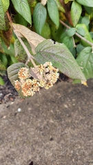 Viburnum rhytidophyllum