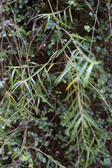 Dendrobium cunninghamii