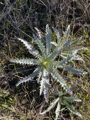 Cirsium vittatum (Cirsium vittatum)