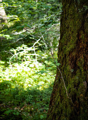 Betula alleghaniensis