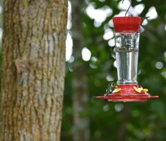 Chaetocercus berlepschi