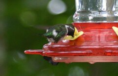 Chaetocercus berlepschi