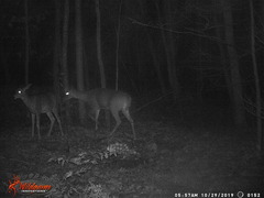 Odocoileus virginianus