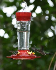 Chaetocercus berlepschi