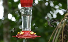 Chaetocercus berlepschi