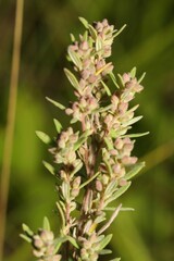 Crocanthemum bicknellii