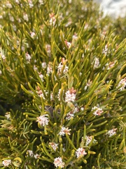 Orites acicularis