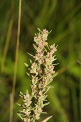 Crocanthemum bicknellii