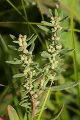 Crocanthemum bicknellii