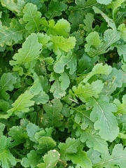 Rhamphospermum nigrum