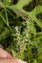 Crocanthemum bicknellii