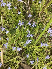 Lobelia quadrangularis