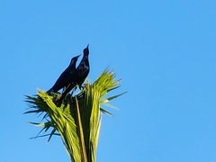 Quiscalus major westoni