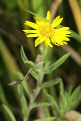 Heterotheca camporum