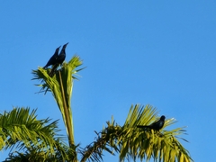 Quiscalus major westoni