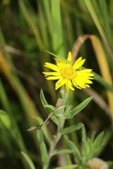 Heterotheca camporum