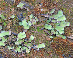 Plagiochasma rupestre