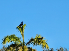 Quiscalus major westoni