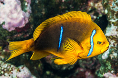 Amphiprion chrysopterus