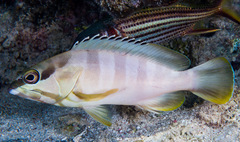 Epinephelus fasciatus