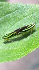 Sibovia