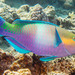 Rusty Parrotfish - Photo (c) François Libert, some rights reserved (CC BY-NC-SA), uploaded by François Libert