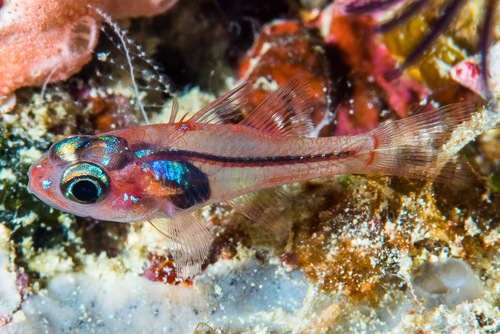 Apogon doryssa observed 2015-04-14